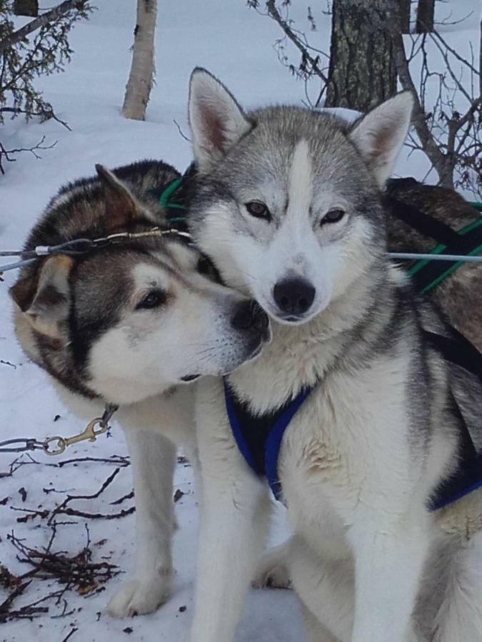 Ollilan Lomamajat Villa Kuusamo Dış mekan fotoğraf